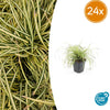 24x Carex oshim. 'Evergold'- ↕10-25cm - Ø9cm