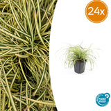24x Carex oshim. 'Evergold'- ↕10-25cm - Ø9cm