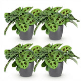 Green boutiQ - Kamerplant - Maranta Fascinator Kerchoveana - Zebraplant - Huisdiervriendelijke Plant - Groen - 4 Planten - met Potter Grijs - Pot 12cm - Hoogte 25cm