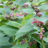 Lamium – 6 Pluggen | Kweek & Geniet van een Prachtige Bodembedekker