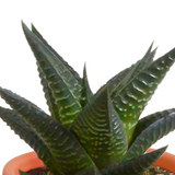 Cactus en vetplanten mix 5.5 cm | 15 stuks - in Mexicaanse pot
