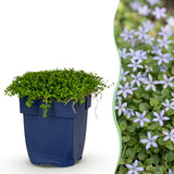 Green boutiQ - Vasteplant - Isotoma fluviatilis - Sterrenbloem - Rotsplanten - Licht Blauw - 12 Planten - Pot 11cm - Hoogte 15-25cm