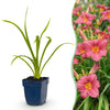 Green boutiQ - Vasteplant - Hemerocallis Summer Wine - Daglelie - Bijen en Vlinderlokkers - Paars - 6 Planten - Pot 11cm - Hoogte 15-25cm