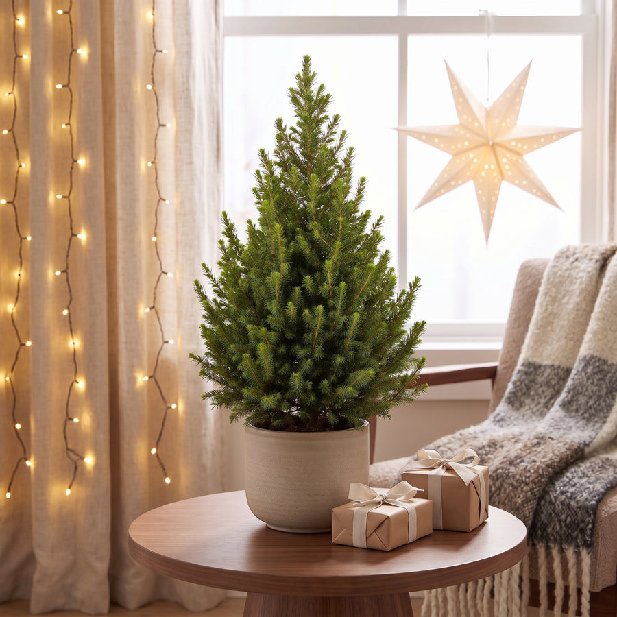 Set van 2 – Pot Ø19 cm · 65 cm hoog · Kegelspar kerstboom (foto 3)