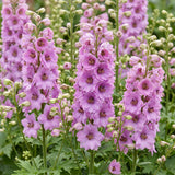 Green boutiQ - Vasteplant - Delphinium (P) Astolat - Ridderspoor - Bijen en Vlinderlokkers - Roze - 12 Planten - Pot 11cm - Hoogte 15-25cm