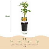 Green boutiQ - Klimroos - Rosa Spring Queen -BloemGeel - Weinig onderhoud - 2 planten - Pot 11cm Hoogte 40cm