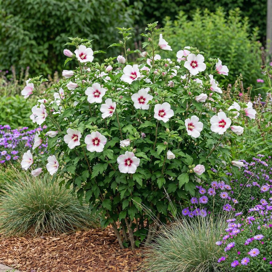 Hibiscus syriacus Hamabo – 45 cm hoog (foto 6)