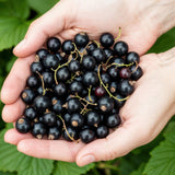 Green boutiQ - Fruitplanten - Zwarte Bes - Ribes nigrum Titania - Winterhard - 3 Planten - Pot 9 cm - Zwarte Bes