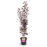 Green boutiQ - Tuinplant - Acer palmatum Atropurpureum - Japanse Esdoorn - Bladverliezend - Paars - 1 - Pot 26cm - Hoogte 90cm