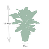 Calathea Zebrina - Pauwenplant - Ø19cm - ↕75cm