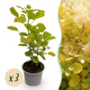 Green boutiQ - Tuinplant - Cotinus coggyria Golden Spirit - Geel - 3 Planten - Bladverliezend - Weinig Onderhoud - Pot 12cm Hoogte 35cm