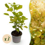 Green boutiQ - Tuinplant - Cotinus coggyria Golden Spirit - Geel - 3 Planten - Bladverliezend - Weinig Onderhoud - Pot 12cm Hoogte 35cm