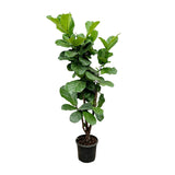 Ficus Lyrata vertakt - 150cm - ⌀24-27
