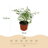 Green boutiQ - Tuin Roos - Rosa White Fairy - Roos - Winterhard - Wit - 1 Plant - Pot 12cm - Hoogte Hoogte 20-25cm