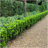 1x 6 pack Euonymus 'Green Spire' -Ø 7 cm - ↨ 15 cm
