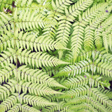 6x Dryopteris filix-mas - ↕10-25cm - Ø9cm