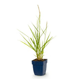 Green boutiQ - Grassen - Pennisetum or. Fairy Tales - Lampenpoetsergras - Met Pluim - Groen - 1 Plant - Pot 11cm - Hoogte 15-25cm