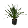 Dracaena Draco - 100 cm - Ø24cm