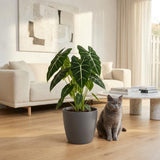 Green boutiQ - Kamerplant - Olifantsoor - Alocasia Frydek - Groen - Weinig onderhoud - 1 Plant - met Potter Grijs - Pot 19cm - Hoogte 60cm