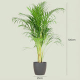 Areca Palm (Dypsis) mit Potter Grijs - 100cm - Ø21