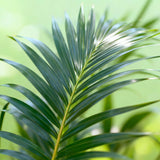 Green boutiQ - Kamerplant - Howea Forsteriana - Kentia Palm - Weinig Onderhoud - Groen - 1 plant - Pot 27cm - Hoogte 160-170cm