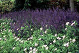 48x Salvia nem. 'Mainacht' - ↕10-25cm - Ø9cm