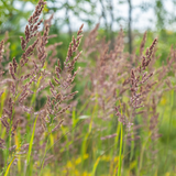24x Calamagrostis brachytricha - ↕10-25cm - Ø9cm