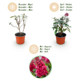 Green boutiQ - Tuinplant - Buddleja davidii Butterfly Candy Little Ruby - Vlinderstruik - Compact - Rood - 3 Planten - Pot 12cm - Hoogte 20-25cm