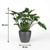 Green boutiQ - Kamerplant - Philodendron - Philodendron Xanadu - Groen - Weinig onderhoud - 1 Plant - met Potter Grijs - Pot 19cm - Hoogte 60cm