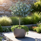 Green boutiQ - Plant op Stam- Eucalyptus gunni Azure - Terras Plant - Bladhoudend - Winterhard- Grijs Blad - Pot 19cm Hoogte 70 - 90cm