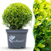 Green boutiQ - Buxus Bol - BetterBuxus Skylight - Resistant tegen Buxus Schimmel - 2 planten - pot 26cm bol 30cm