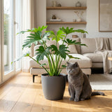 Green boutiQ - Kamerplant - Philodendron - Philodendron Lacerum - Groen - Weinig onderhoud - 1 Plant - met Potter Grijs - Pot 19cm - Hoogte 65cm