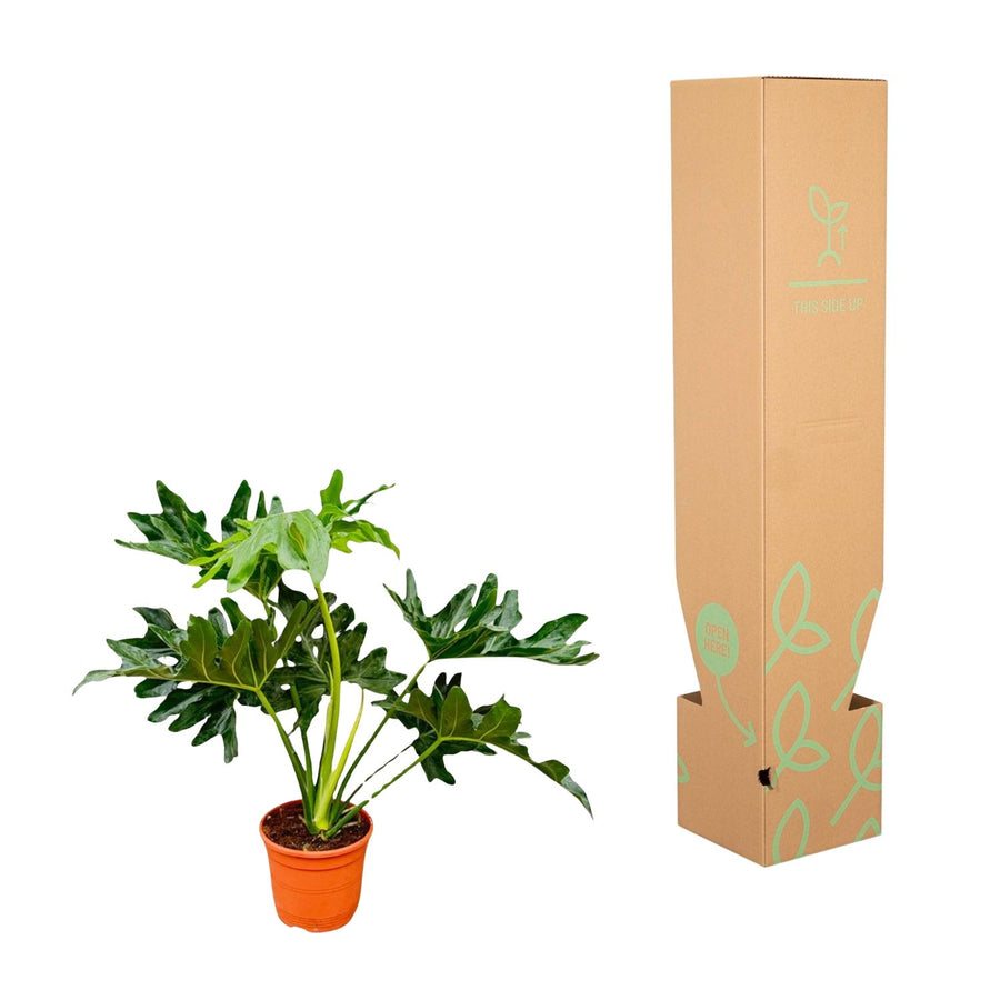 Philodendron Selloum – 60 cm hoog (foto 3)