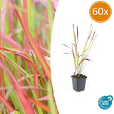 60x Imperata cylindrica 'Red Baron' - ↕10-25cm - Ø9cm