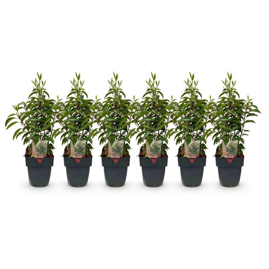 Prunus lusitanica Angustifolia — Portugese laurierhaag, 6 planten (1 strekkende meter), 50 cm