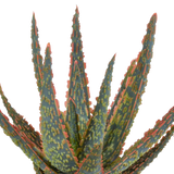 Aloë zebrina Dannyz 10,5cm - zonder pot