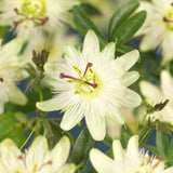 Green boutiQ - Passiebloem - Passiflora Avalanche- BloemWit- Weinig onderhoud - 2 planten - Pot 11cm Hoogte 40cm