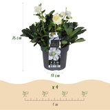 Green boutiQ - Tuinplant - Kerstroos - Helleborus Christmas Carol- Witte Bloem -2 Planten - Groenblijvend - Pot 17cm Hoogte 35cm