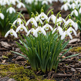Green boutiQ - Bloembollen - Galanthus Elwesii - Kleur Wit - 25 stuks - Bolmaat 5/6 - XXL Pack