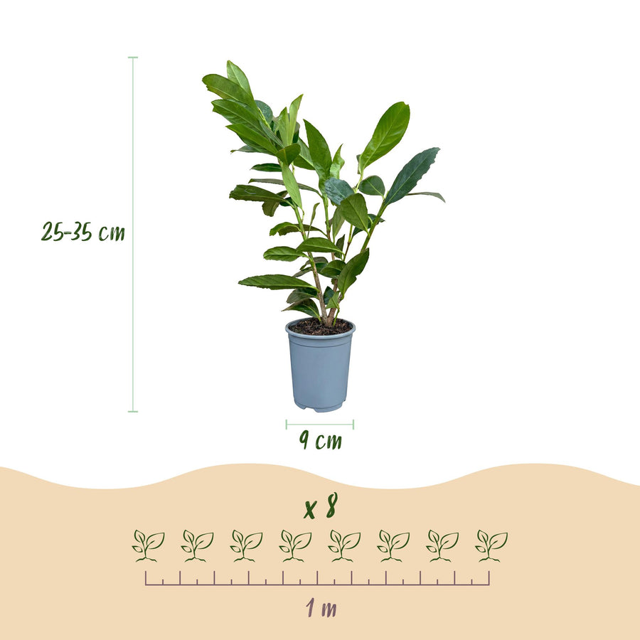 Prunus laur. Caucasica — Laurierkershaag, 8 stuks, 25-35 cm