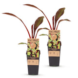 Green boutiQ - Fruitplant - Musa ensete Maurelli - Bananenboom - Winterhard - Rood-Groen - 2 Planten - Pot 15cm - Hoogte 50cm