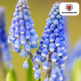 Muscaribollen Bleu Moon — blauwe druifjes, 20 stuks