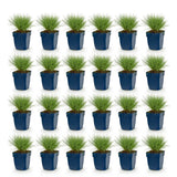 Green boutiQ - Vasteplant - Festuca glauca - Blauwgras - Groenblijvend - Blauw - 24 Planten - Pot 11cm - Hoogte 15-25cm