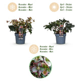 Green boutiQ - Tuinplant - Lenten Rose -Helleborus Angels Glow - Roze Bloem - Groenblijvend - Pot 19cm Hoogte 50cm