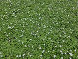 48x Isotoma fluviatilis 'Alba'- ↕10-25cm - Ø9cm