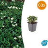 60x Potentilla tridentata 'Nuuk' - ↕10-25cm - Ø9cm