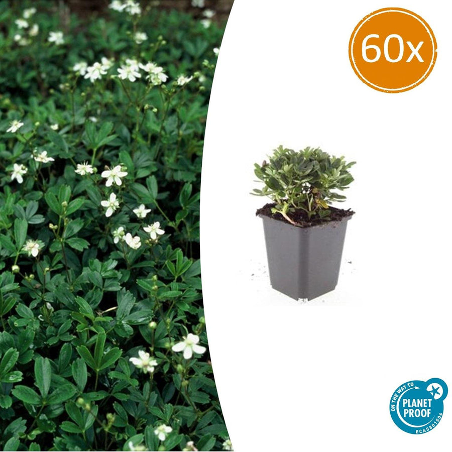 Potentilla tridentata 'Nuuk' – 60 planten · pot Ø9 cm · 10-25 cm hoog