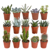 Cactus en vetplanten mix 5.5 cm | 15 stuks - zonder pot