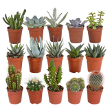 Cactus en vetplanten mix 5.5 cm | 15 stuks - zonder pot