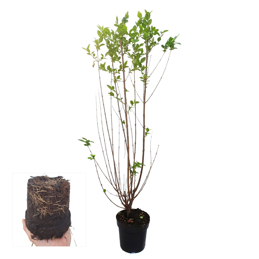 Ligustrum Ovalifolium — Ligusterhaag, minipallet 50 stuks, 80-100 cm